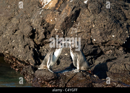 Vom Aussterben bedrohte Galapagos Pinguine (Spheniscus Mendiculus) auf Bartolome Insel der Galapagosinseln Ecuador Stockfoto