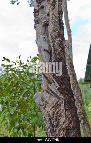 Hevea Brasiliensis, Pará Gummibaum oder Gummibaum mit Latex Sap. Stockfoto