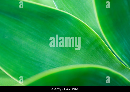 Agave-Pflanze Stockfoto