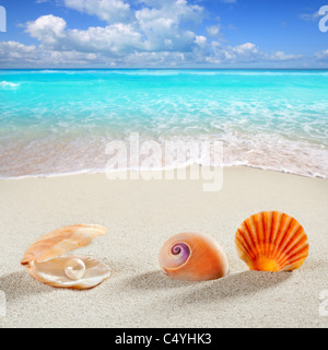 Strand Sommer Urlaub Hintergrund Shell Perlmutt Muschel Schnecke tropischen symbol Stockfoto