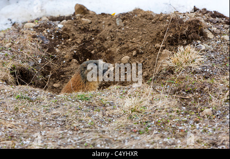 Alpen-Murmeltier (Marmota Marmota) Frühjahr 2011 Sass Pordoi, Trentino-Alto Adige, Dolomiten, Italien, Europa Stockfoto