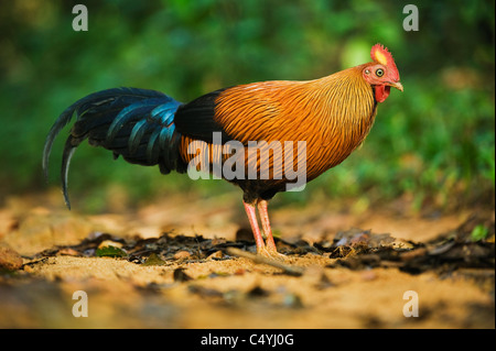 Sri Lanka Kammhuhnprojekte (Gallus Lafayetii) WILD, Sinharaja World Heritage Area, SriLanka Stockfoto