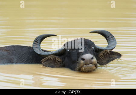 Asiatische Wasserbüffel (Bubalus beispielsweise) Yala-Nationalpark, Sri Lanka Stockfoto