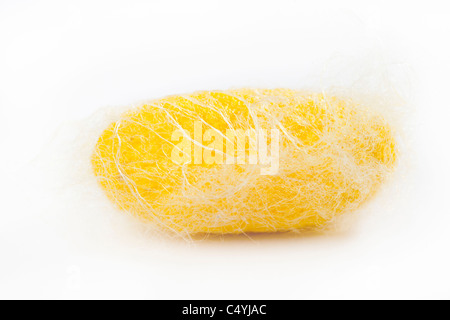 Nahaufnahme von gelben Seidenraupe Cocoon isoliert auf weißem Hintergrund Stockfoto