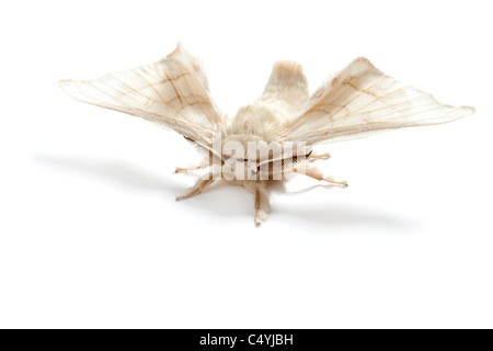 Schmetterling der Seidenraupe Seide Wurm isolierten auf weißen Hintergrund Stockfoto