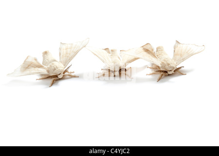 Schmetterlinge der Seidenraupe Seidenraupe isoliert auf weißem Hintergrund Stockfoto