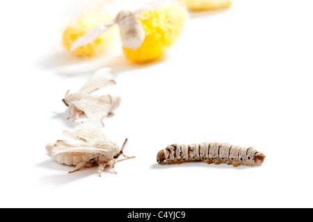 Schmetterling der Seidenraupe mit Kokon Seidenraupe zeigt die drei Lebensphasen Stockfoto