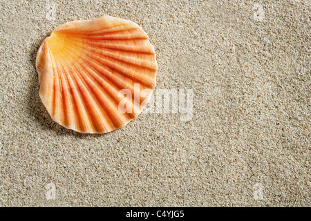 Clam Shell Makro auf reines weißes karibischen Sand closeup Stockfoto