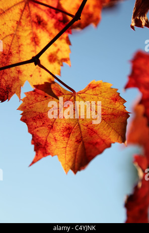 Weinlaub im Herbst mit Sonne durch Stockfoto