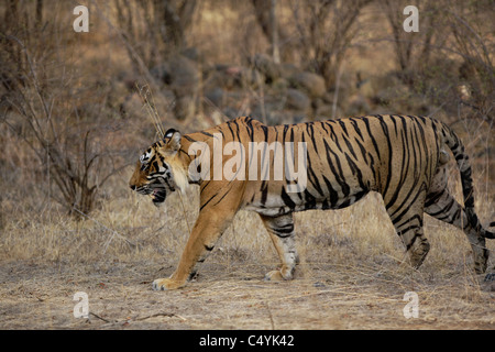 Erwachsene männliche Tiger T-24 wachsam bewegt sich in den wilden Wald der Ranthambhore, Indien. (Panthera Tigris) Stockfoto