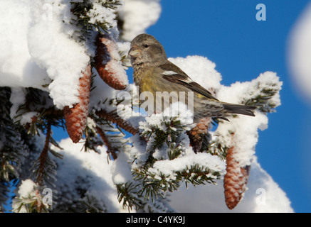 Zwei verjährt Kreuzschnabel, thront in einer verschneiten Fichte weiß-winged Fichtenkreuzschnabel (Loxia Leucoptera). Stockfoto