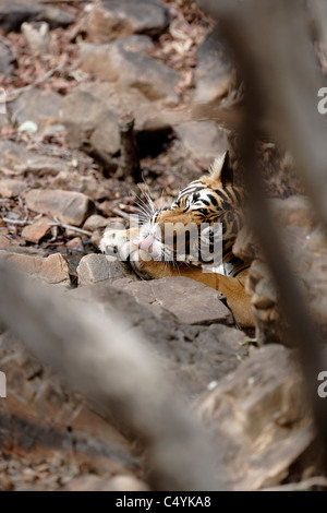 Bengal Tiger in einem Wasser in den Felsen Kühlung im wilden Wald des Ranthambhore, Indien. (Panthera Tigris) Stockfoto