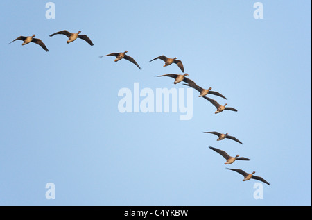 Eurasische White – Anser Gans (Anser Albifrons) und und Taiga Saatgans (Anser Fabalis Rossicus). Gemischte Herde im Flug. Stockfoto