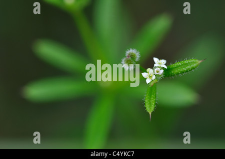 Gemeinsamen Cleavers, Galium aparine Stockfoto