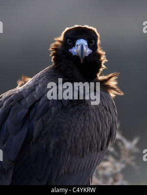 Europäische Mönchsgeier (Aegypius Monachus), Portrait. Stockfoto