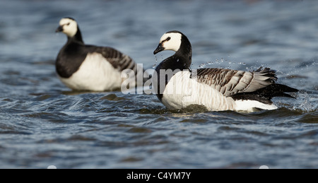 Weißwangengans (Branta Leucopsis). Paar Baden. Stockfoto