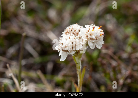 Berg ewig (Antennaria Dioica) weibliche Blume Nahaufnahme Shetland Schottland, Vereinigtes Königreich Stockfoto