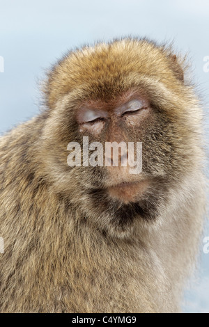 Ein weiblicher Berberaffe saß an der Wand auf den Felsen von Gibraltar - Europas einzige Primas Macaca sylvanus Stockfoto