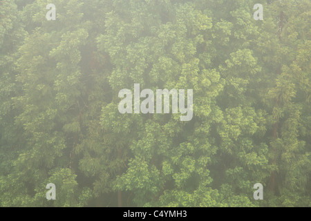 Japanische Zedernwälder (Cryptomeria Japonica), an einem nebligen Tag auf den Azoren. Stockfoto