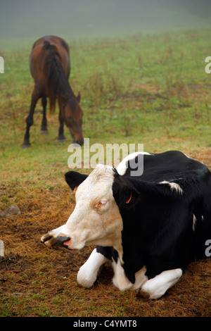 Holstein Kühe und ein Pferd auf der Weide auf den Azoren, Portugal. Stockfoto