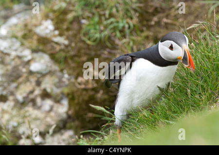 Papageitaucher (Fratercula Arctica) zu Fuß in Richtung Nest Hermaness National Nature Reserve Unst Shetland Schottland UK Europe Stockfoto