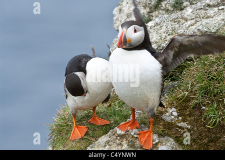 Papageitaucher (Fratercula Arctica) paar auf der Klippe Rand Hermaness National Nature Reserve Unst Shetland Schottland UK Europe Stockfoto