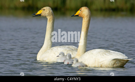 Singschwan (Cygnus Cygnus), Eltern mit Cygnets auf dem Wasser. Stockfoto