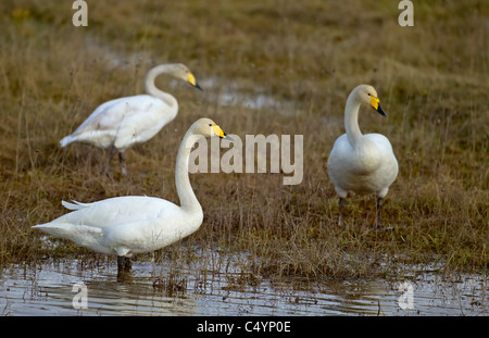 Singschwan (Cygnus Cygnus). Drei Erwachsene im flachen Wasser auf Nahrungssuche. Stockfoto