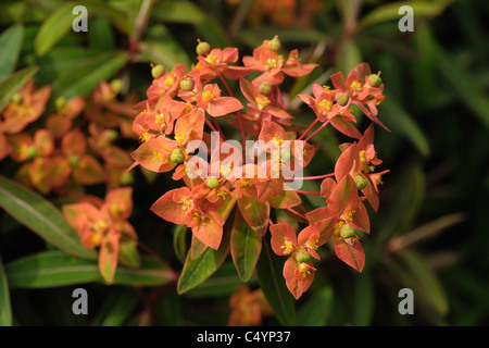 Euphorbia Griffithii 'Fireglow' Blumen auf weißem Hintergrund Stockfoto