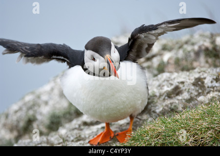 Papageitaucher (Fratercula Arctica) Landung auf Klippe-top Hermaness National Nature Reserve Unst Shetland Schottland UK Europe Stockfoto