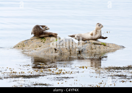 Gemeinsamen Dichtung (Phoca Vitulina) Erwachsene ruht auf Felsen Meer Norwick Unst Shetland subarktischen Inseln Schottland UK Europe Stockfoto