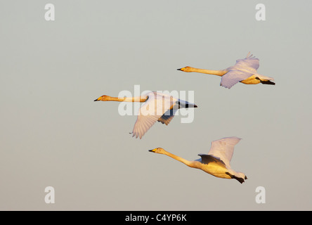 Singschwan (Cygnus Cygnus). Drei Personen im Flug. Stockfoto