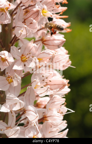 Fuchsschwanz Lily oder Wüste Kerze (Eremurus Robustus) Blütchen mit eine Honigbiene, die Teilnahme an Stockfoto