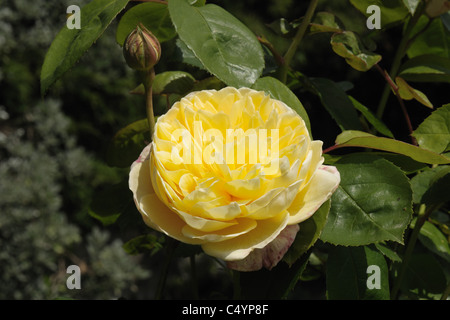 Gelbe Blume eines Baumes stieg Rosa "Charlotte" Stockfoto