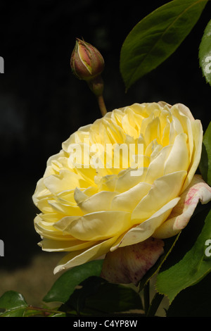 Gelbe Blume eines Baumes stieg Rosa "Charlotte" Stockfoto