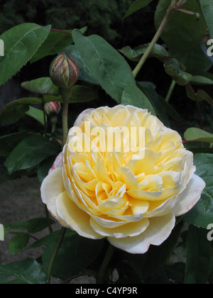 Gelbe Blume eines Baumes stieg Rosa "Charlotte" Stockfoto