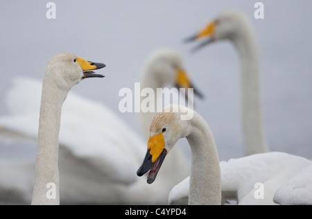 Singschwan (Cygnus Cygnus). Vier Erwachsene vocalizing. Stockfoto