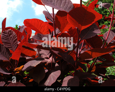 Licht durch das dunkel rote Blätter eines Baumes Rauch (Cotinus Coggygria) Stockfoto