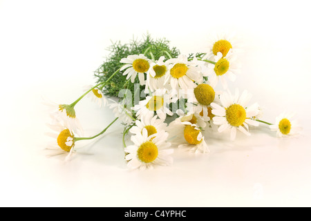 ein Bouquet von frischen Kamillenblüten auf weißem Hintergrund Stockfoto