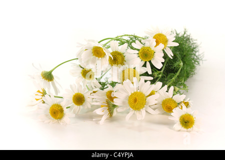 ein Bouquet von frischen Kamillenblüten auf weißem Hintergrund Stockfoto