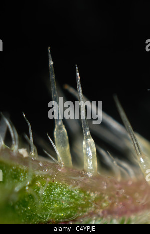 Mikrophotographie Brennnesselpflanzen Haare von einer Brennnessel (Urtica Dioica) Stockfoto