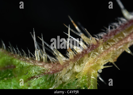 Mikrophotographie Brennnesselpflanzen Haare von einer Brennnessel (Urtica Dioica) Stockfoto