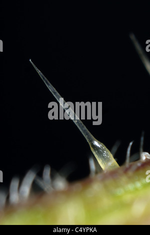 Mikrophotographie Brennnesselpflanzen Haare von einer Brennnessel (Urtica Dioica) Stockfoto