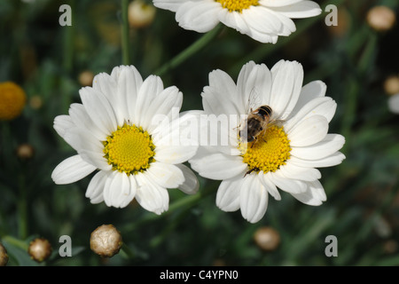 Drohne fliegen (Eristalis Tenax) auf einer Margerite (Argyranthemum Frutescens) Daisy Blume Stockfoto