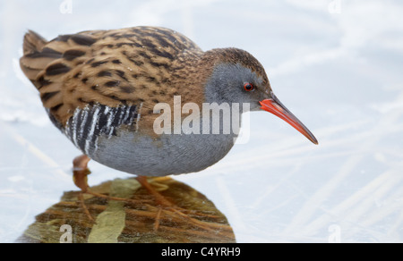 Wasser-Schiene (Rallus Aquaticus) im Wasser auf Nahrungssuche. Stockfoto