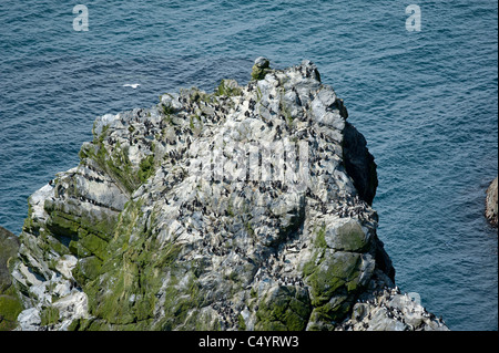 Das Meer Vogelfelsen und Stacks am Sumburgh Head auf den Shetland-Inseln-SCO-7341 Stockfoto