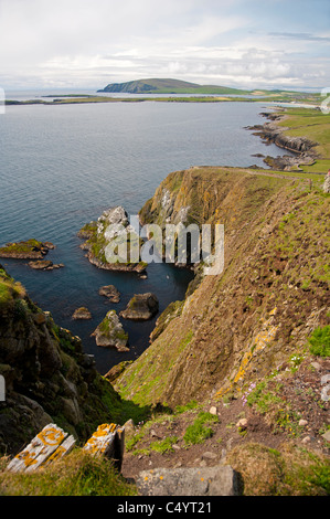 Das Meer Vogelfelsen bei Sumburgh Head auf den Shetland-Inseln-SCO-7343 Stockfoto