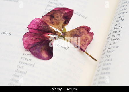 Getrocknete Blumen In einem Buch Stockfoto