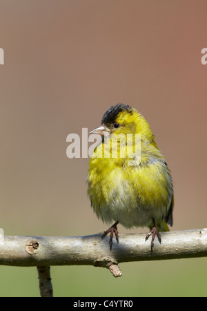 Eurasische Zeisig (Zuchtjahr Spinus), thront auf einem Zweig Männchen in der Zucht Gefieder. Stockfoto