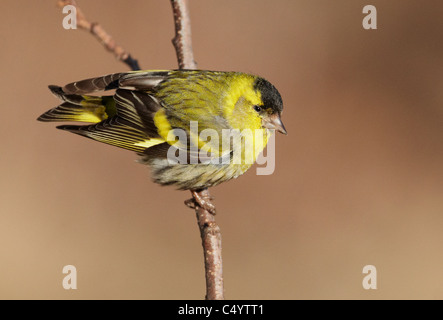 Eurasische Zeisig (Zuchtjahr Spinus), Männchen in der Zucht Gefieder klammerte sich an einem Zweig. Stockfoto